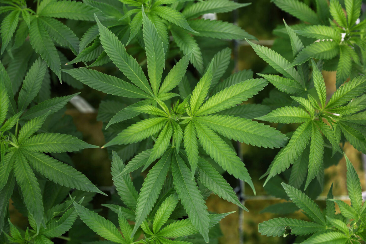 extrato-de-cannabis-pode-aliviar-dores-cronicas-na-lombar,-diz-estudo