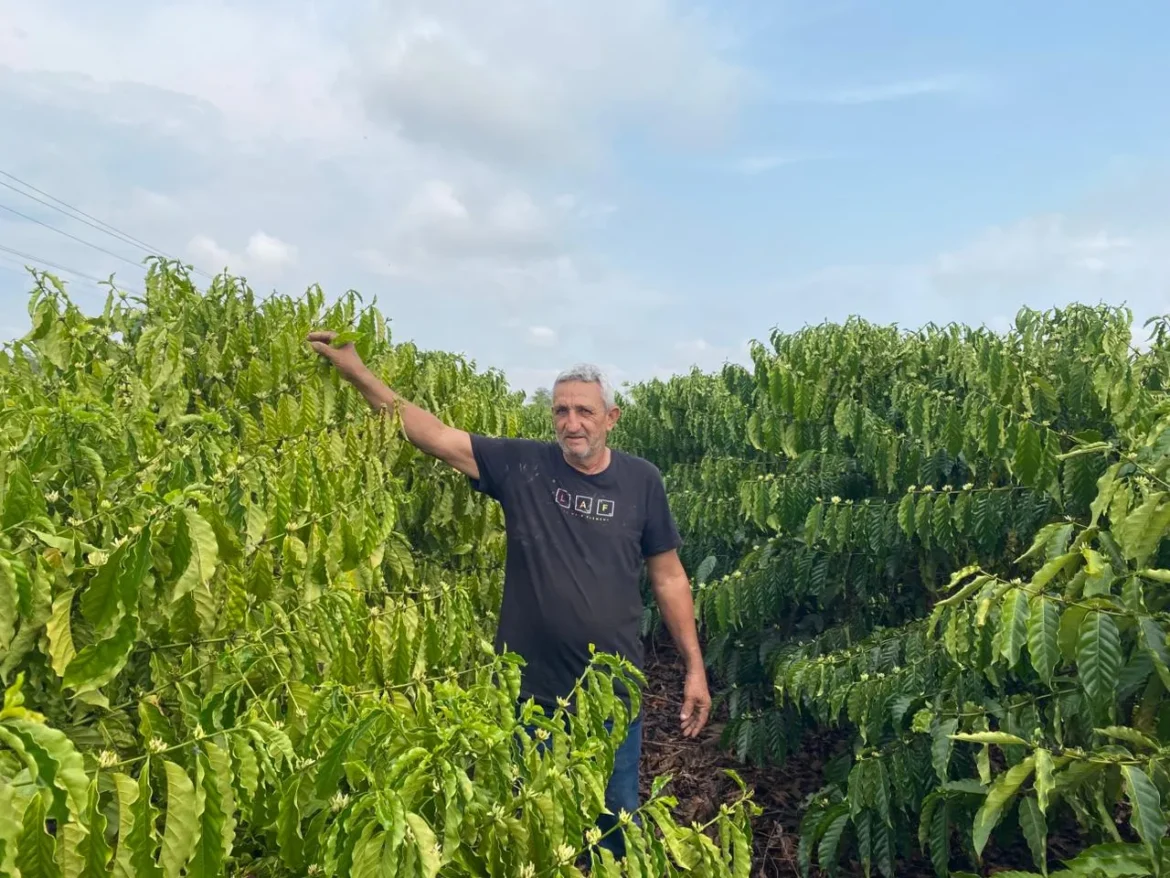 cafe-impulsiona-agricultura-familiar-em-mato-grosso-com-apoio-governamental