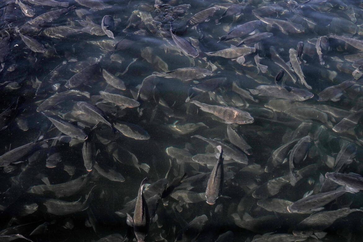 como-peixes-em-aquarios