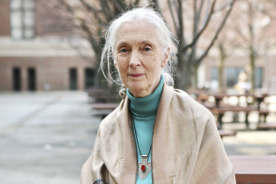 o-que-jane-goodall-nos-ensinou-sobre-viver-uma-vida-longa