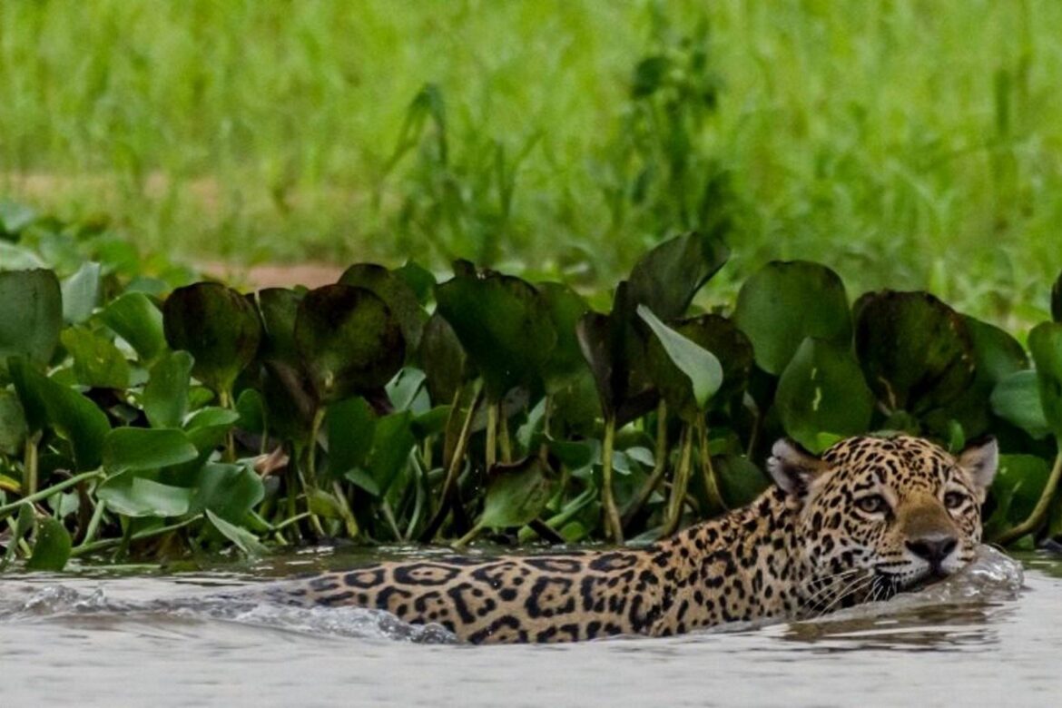 ongs-de-mt-apoiam-ampliacao-da-estacao-ecologica-de-taiama,-no-pantanal