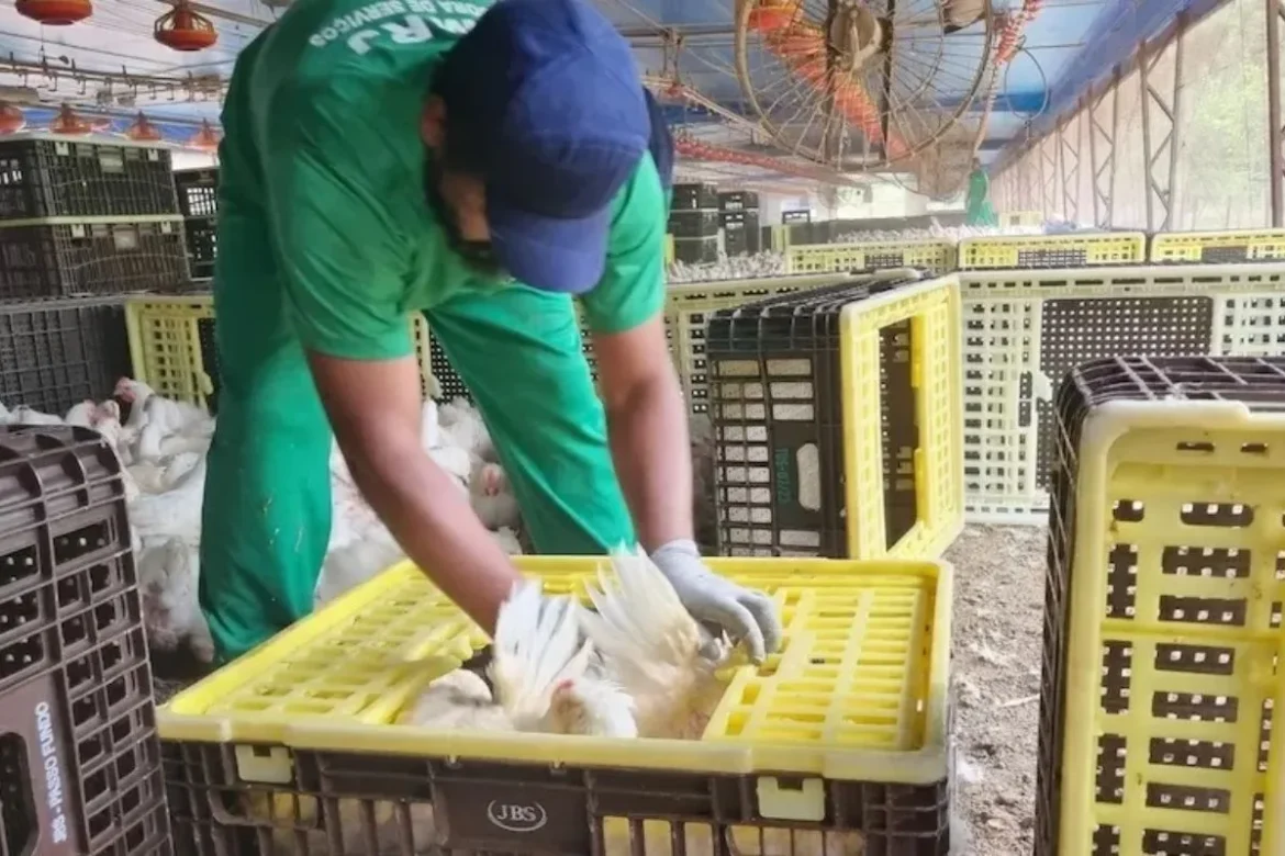 governo-divulga-nova-lista-suja-do-trabalho-escravo-e-jbs-aves-fica-de-fora