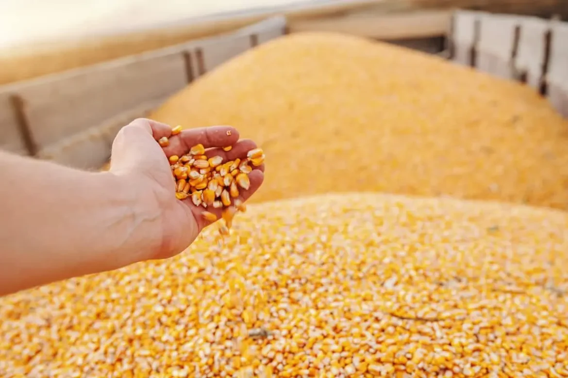 valor-bruto-da-producao-de-mato-grosso-deve-crescer-22,7%-em-2025,-impulsionado-pela-agricultura,-aponta-imea