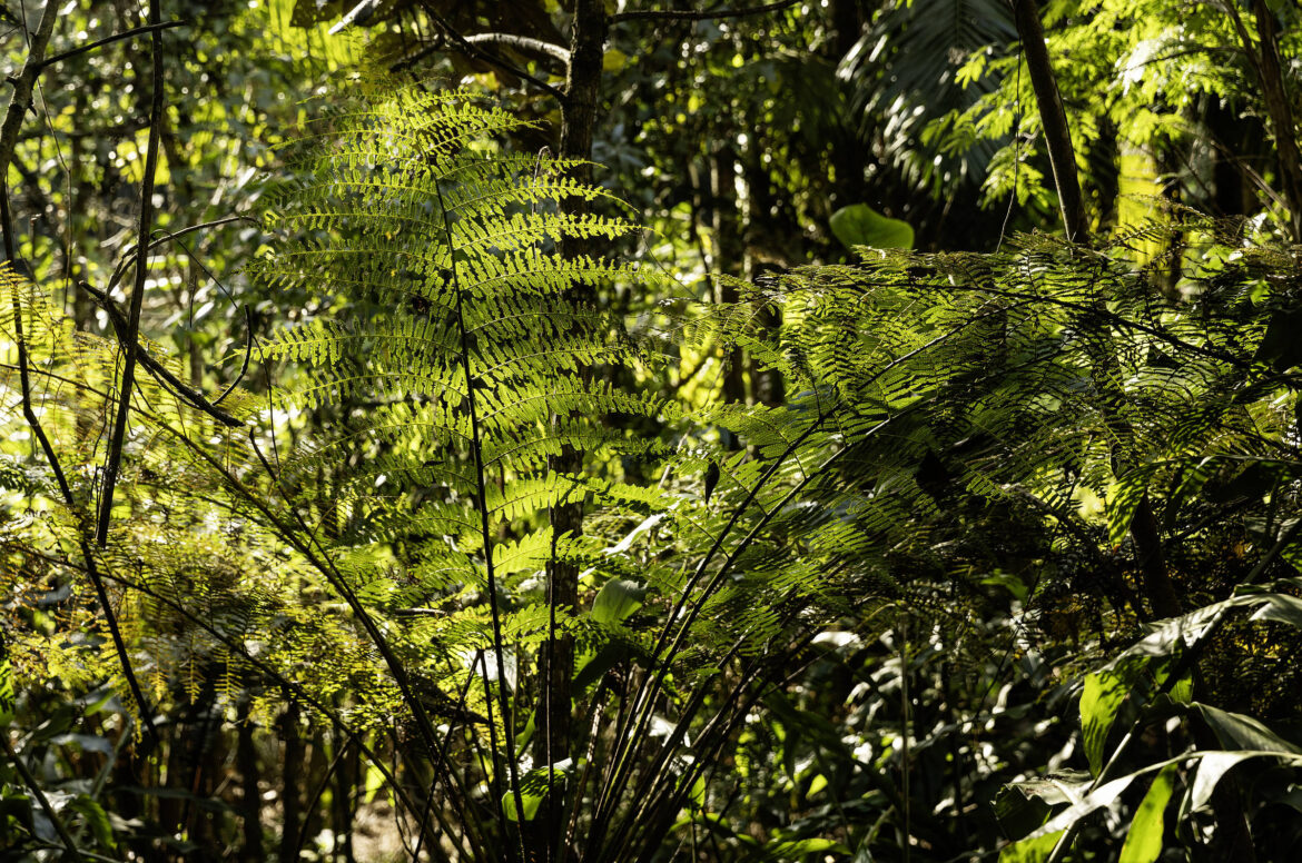 projeto-em-goias-oferece-banhos-de-floresta-a-pacientes-com-sintomas-de-transtornos-mentais