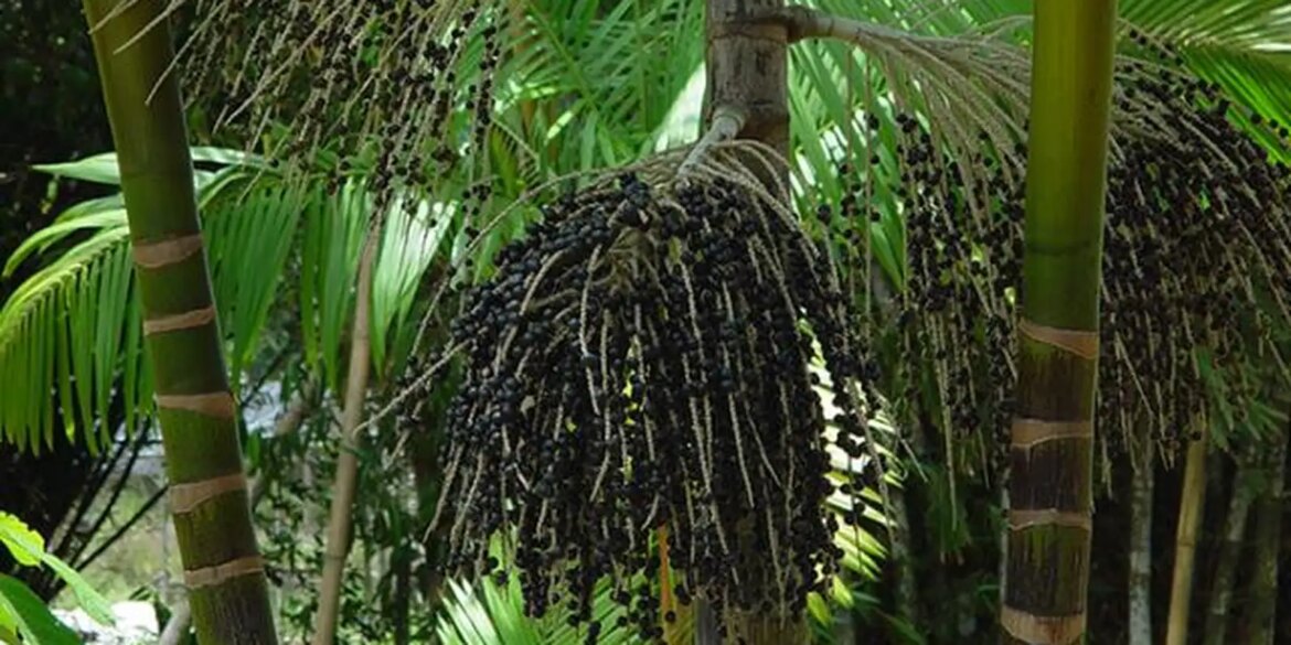 projeto-transforma-areas-de-queimada-em-producao-sustentavel-no-marajo