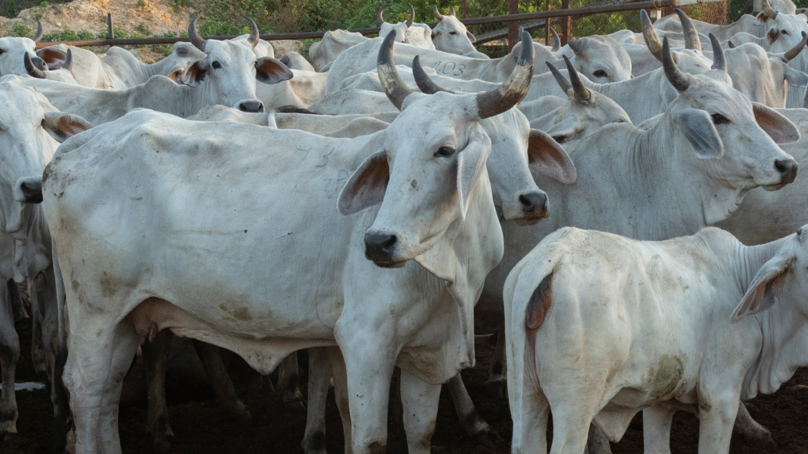 pecuaria-de-mato-grosso-cresce-com-arroba-valorizada-e-recorde-nas-exportacoes