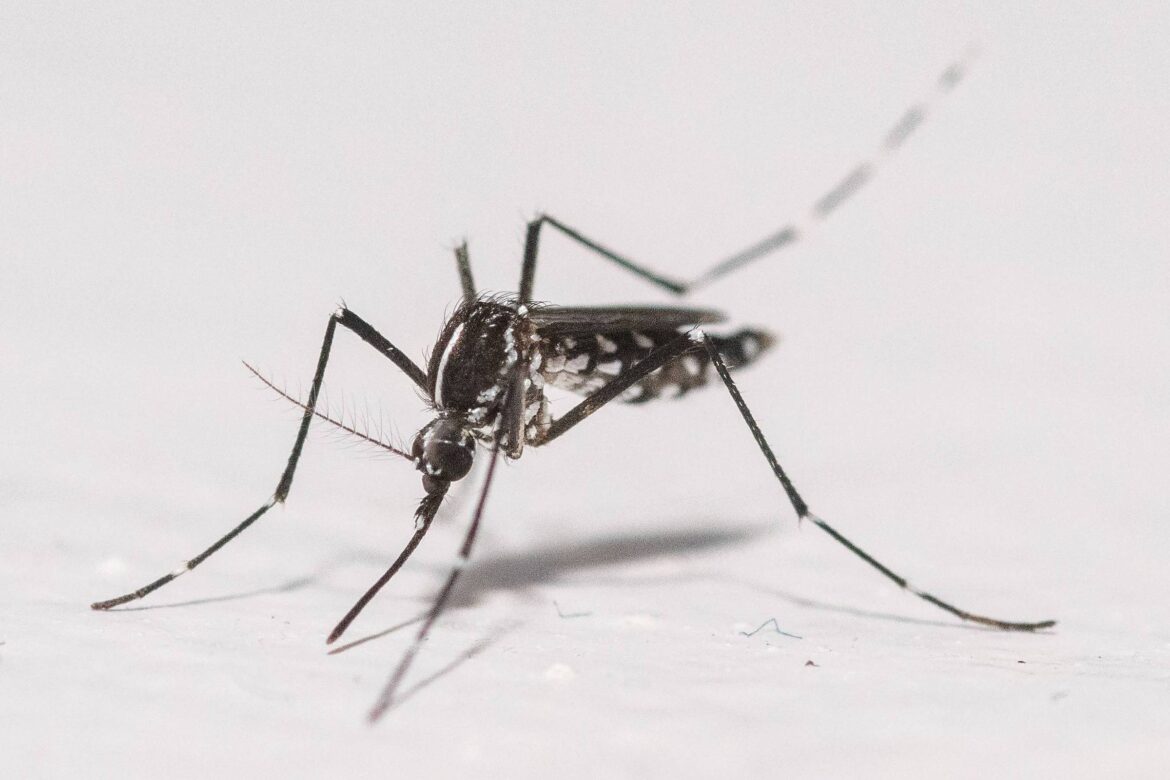 nova-york-confirma-primeiro-caso-de-chikungunya-adquirido-localmente
