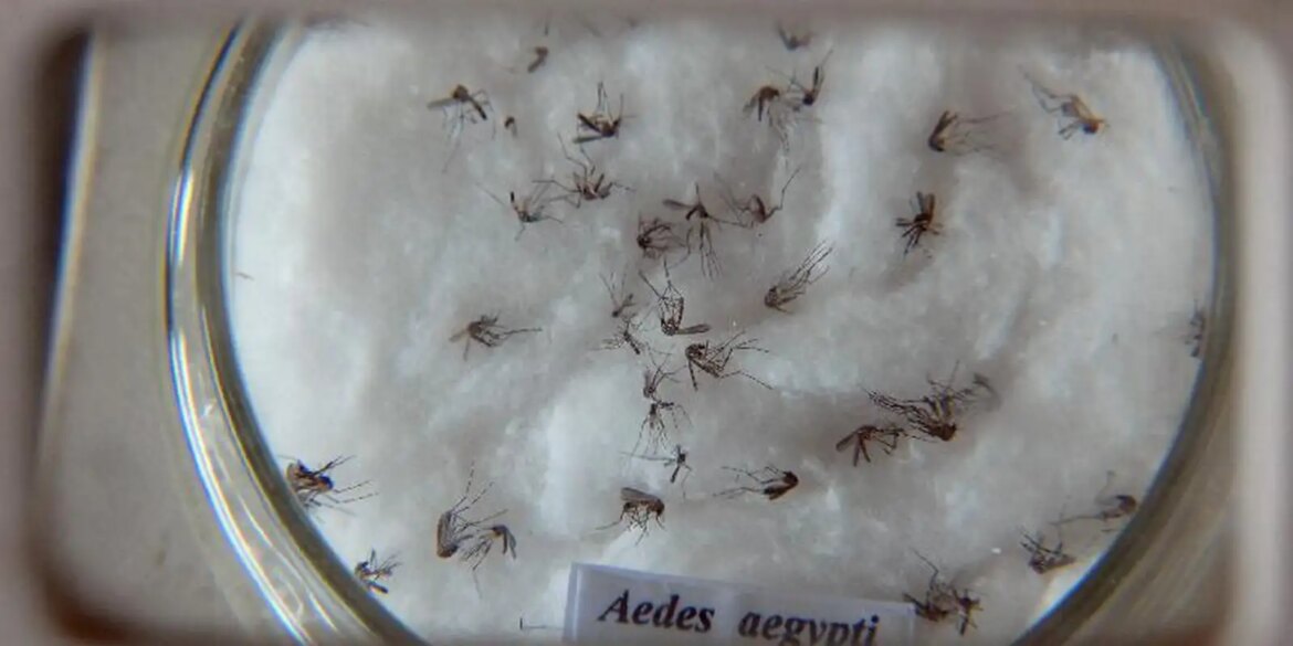 pesquisa-do-butantan-padroniza-nomenclatura-de-virus-da-dengue