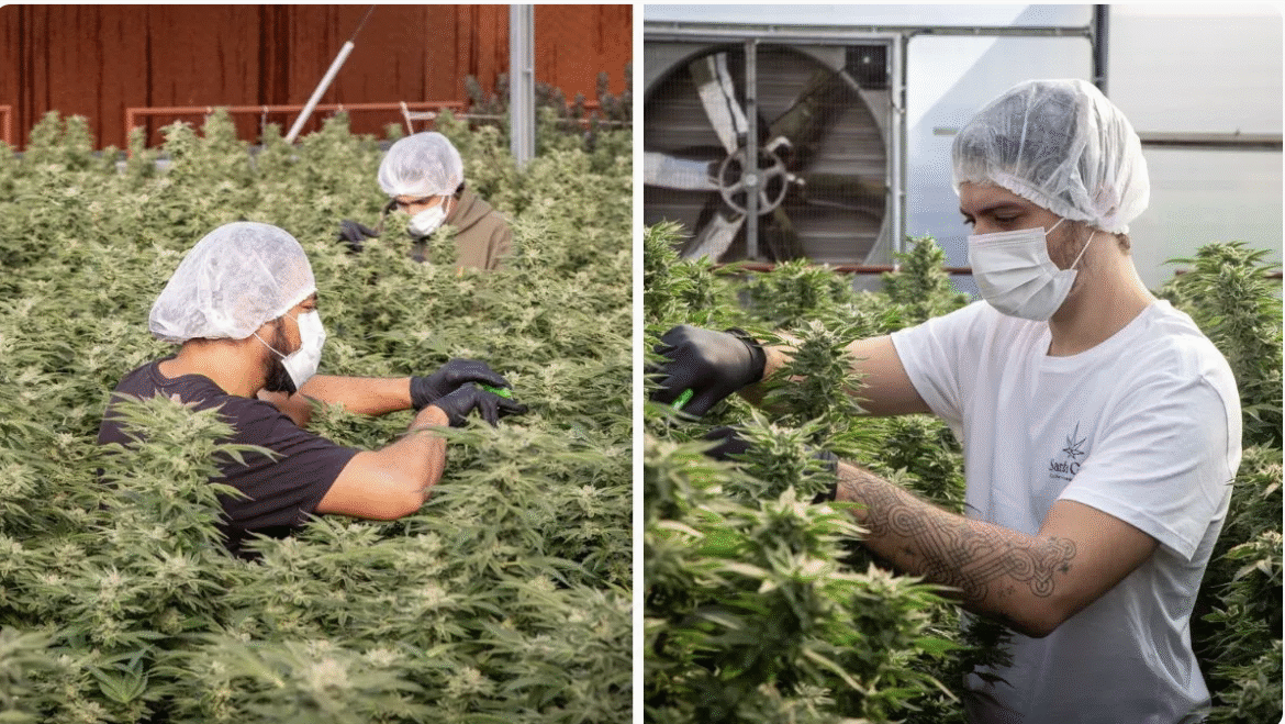 justica-autoriza-associacao-a-cultivar-cannabis-medicinal-apos-audiencia-com-paulo-teixeira