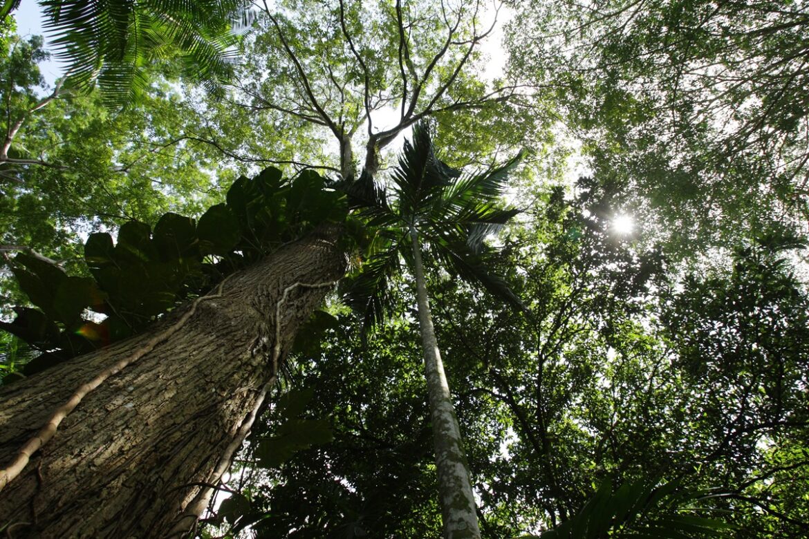 brasil-ainda-e-o-unico-investidor-do-fundo-de-preservacao-de-florestas