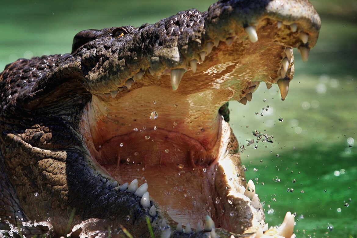 adolescente-de-14-anos-e-atacado-por-crocodilo-durante-pesca-em-praia