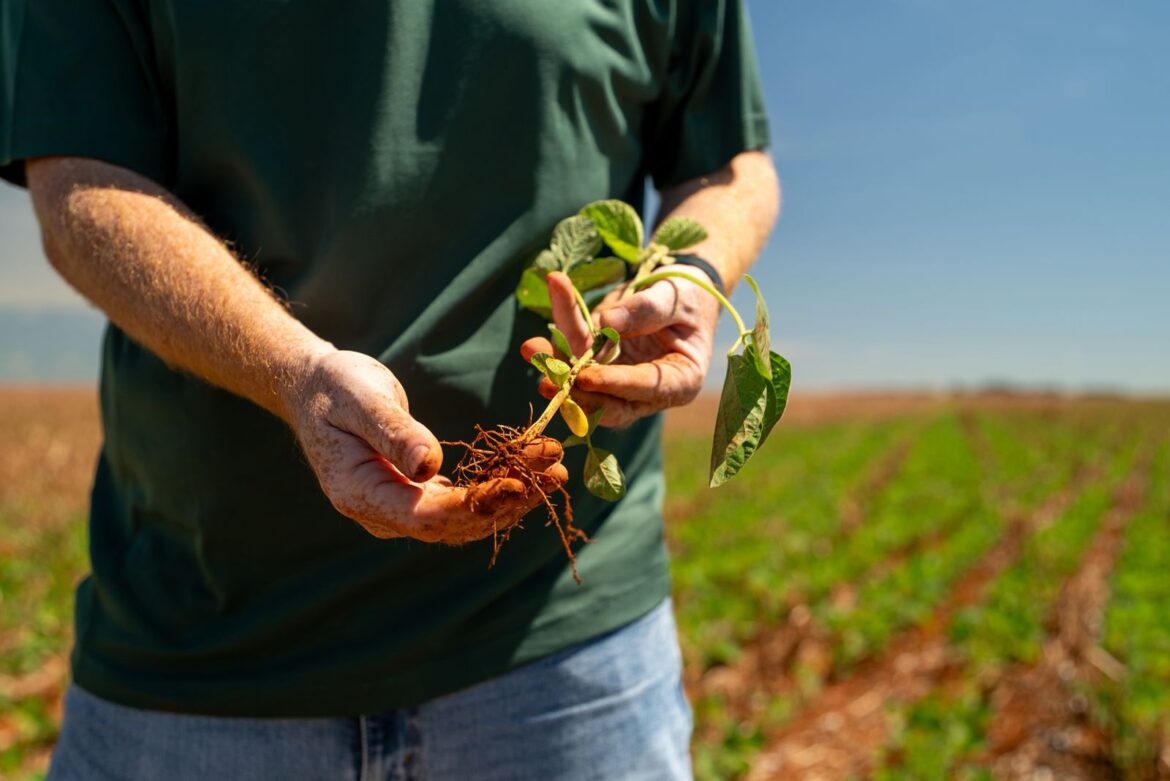 plantio-de-soja-se-estende-e-irregularidade-das-chuvas-preocupa-produtores-em-todo-o-mato-grosso