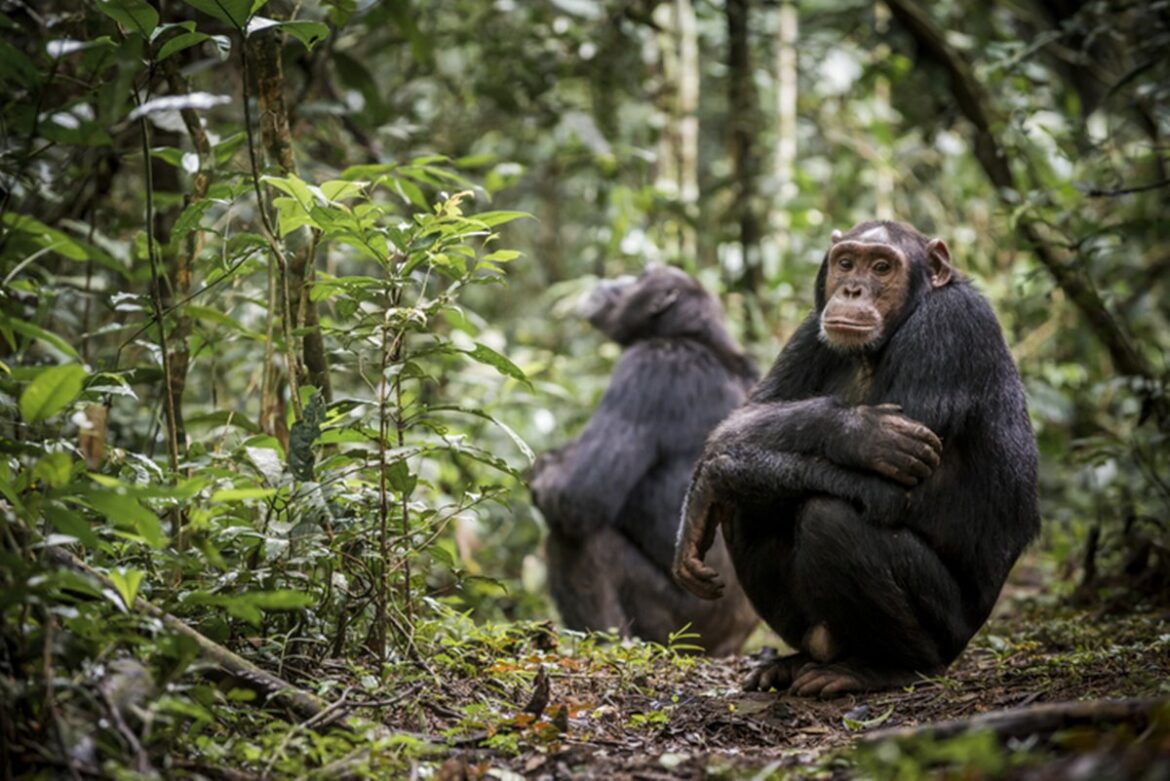 primatas-sensatos:-estudo-aponta-que-chimpanzes-podem-mudar-de-opiniao
