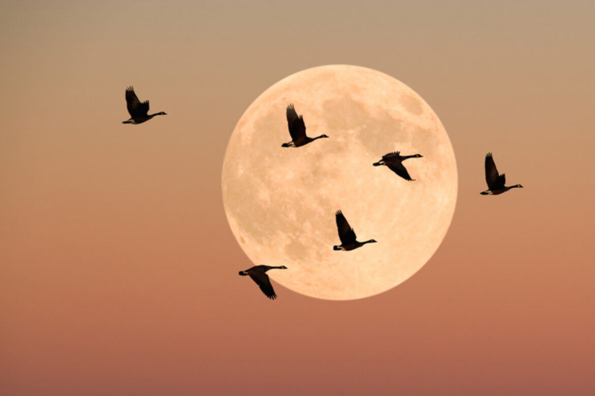 lua-cheia-em-touro:-o-que-cada-signo-pode-esperar