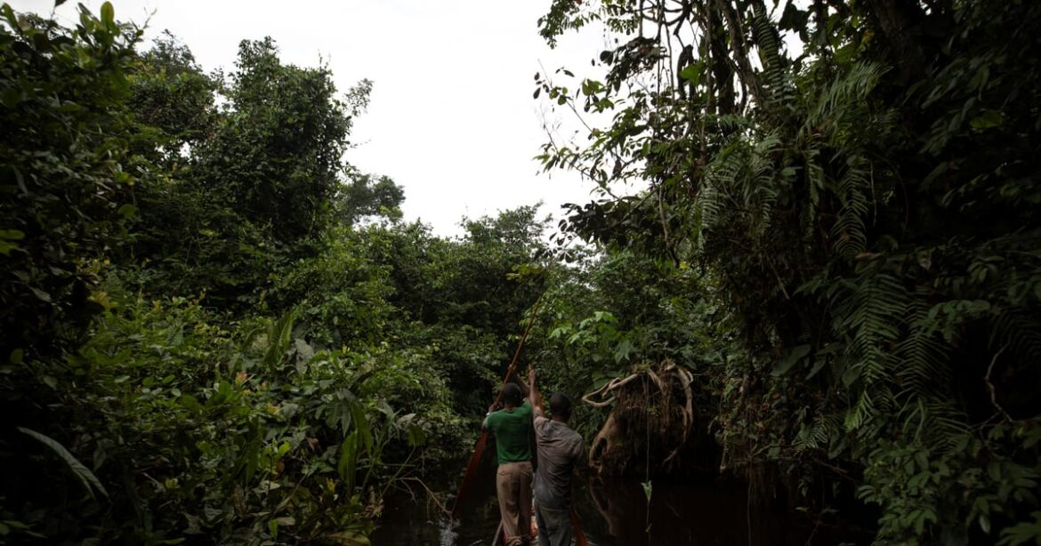 exclusivo-cop30-franca-lidera-iniciativa-de-us$2,5-bilhoes-para-proteger-floresta-do-congo