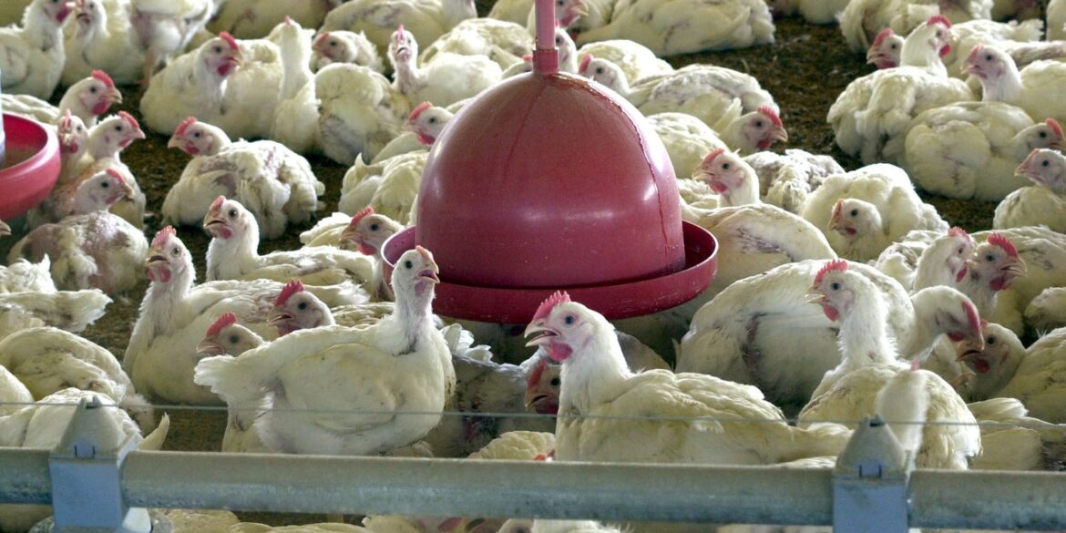 china-suspende-proibicao-de-compra-de-carne-de-frango-do-brasil