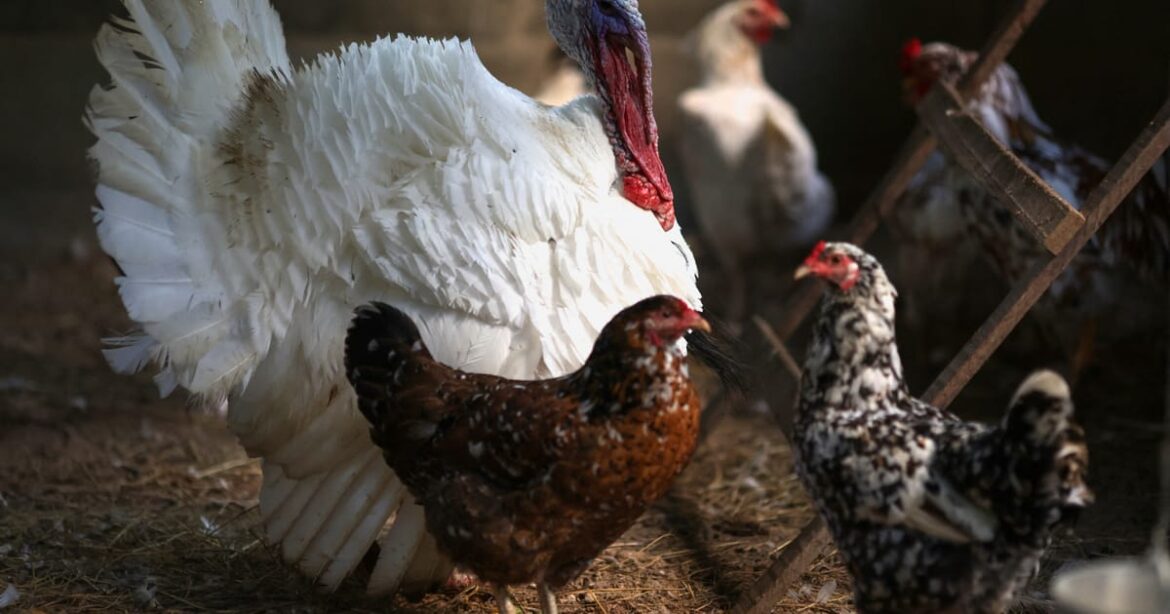 china-libera-importacao-de-carne-de-frango-do-brasil;-setor-eleva-previsao-de-embarques