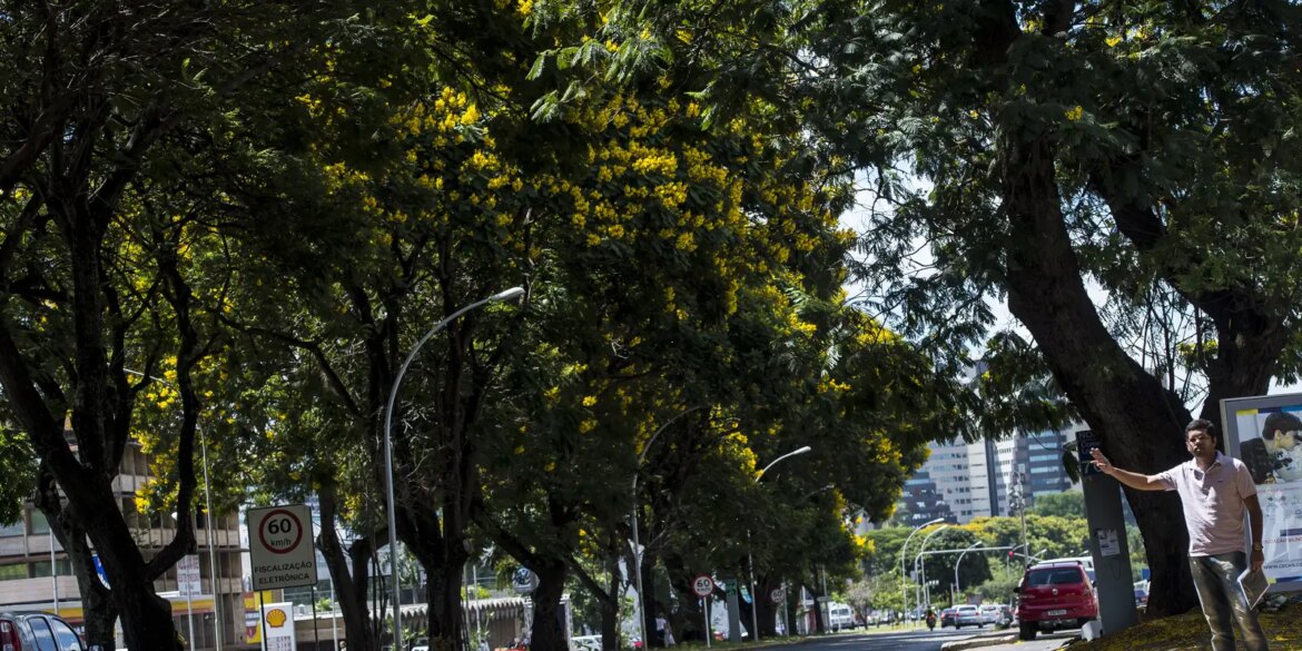 cop30:-brasil-lanca-plano-nacional-para-aumentar-arborizacao-urbana