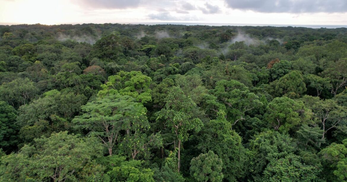 gabao-assina-acordo-historico-de-financiamento-climatico-para-florestas-tropicais-do-congo
