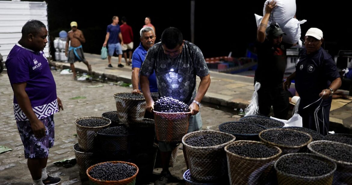 acai-e-graos-de-cafe:-belem-testa-caminho-para-economia-em-amazonia-livre-de-desmatamento
