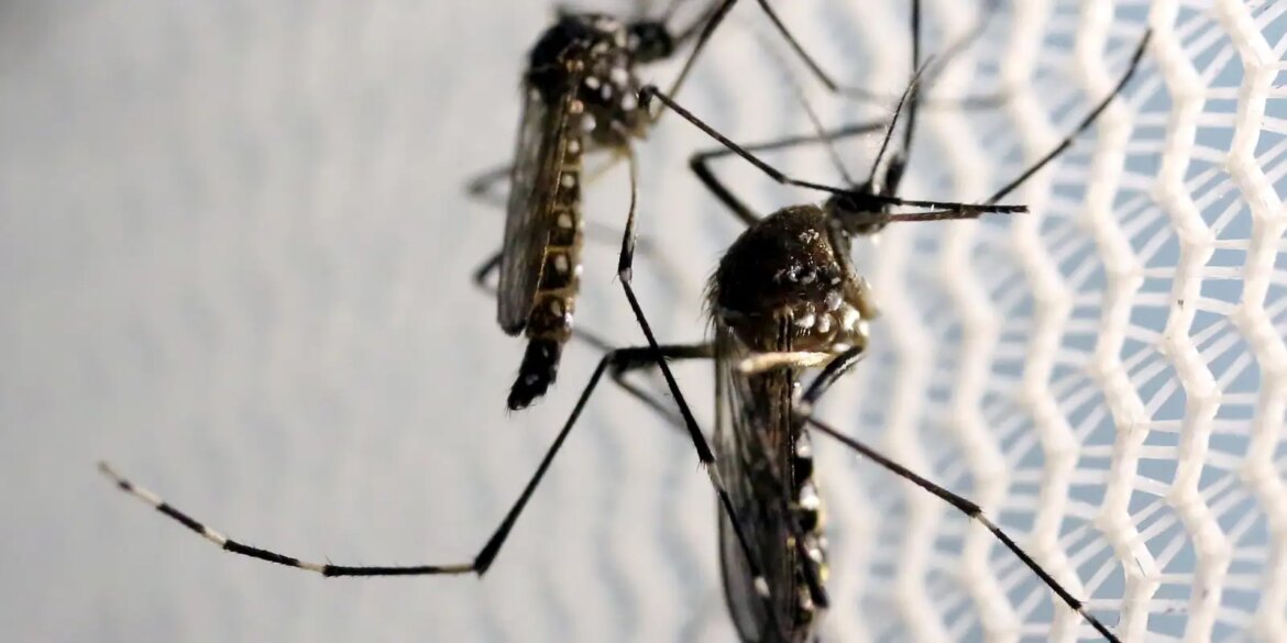 vacina-contra-a-dengue-do-butantan-pode-beneficiar-saude-global