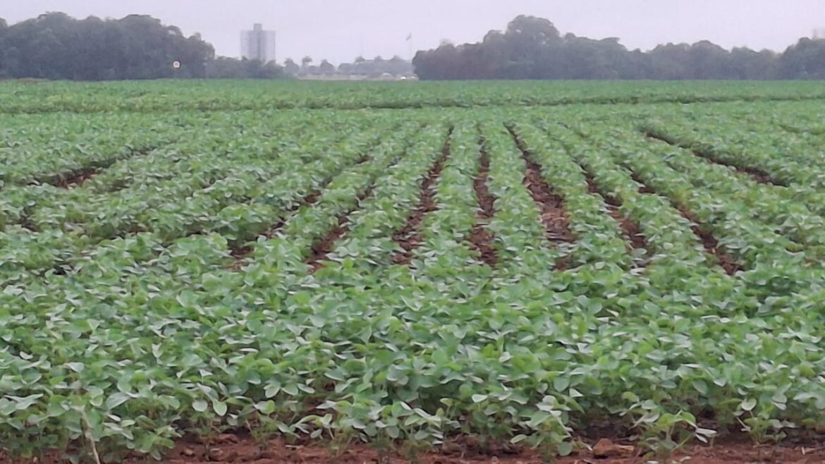 semeadura-da-soja-em-mato-grosso-chega-a-99,7%-e-produtores-enfrentam-necessidade-de-replantio-em-areas-pontuais