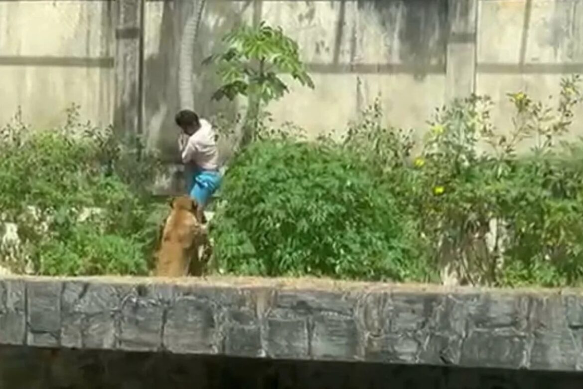 conselho-de-veterinaria-reage-a-morte-de-homem-que-invadiu-jaula-de-leoa