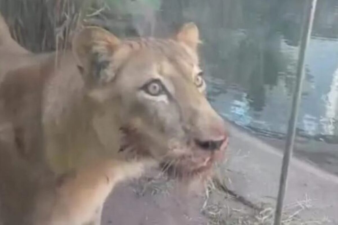 pb:-leoa-que-matou-jovem-de-19-anos-em-zoologico-nao-sera-sacrificada