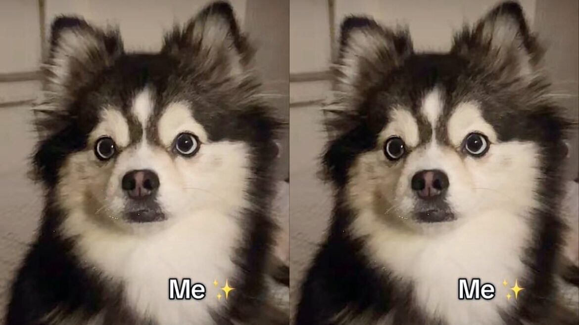 pomsky:-filhote-de-2-racas-classicas-misturadas-conquista-as-redes