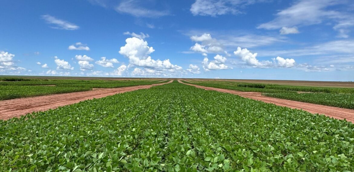 estudo-sobre-crescimento-sustentavel-de-empresa-de-agro-mato-grossense-ganha-projecao-internacional