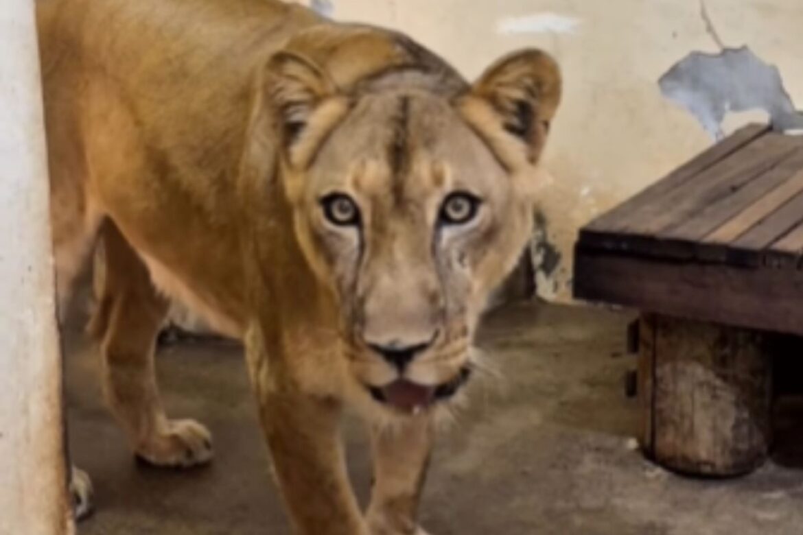 leoa-que-matou-jovem-em-zoo-na-paraiba-ja-tem-data-para-voltar-a-jaula
