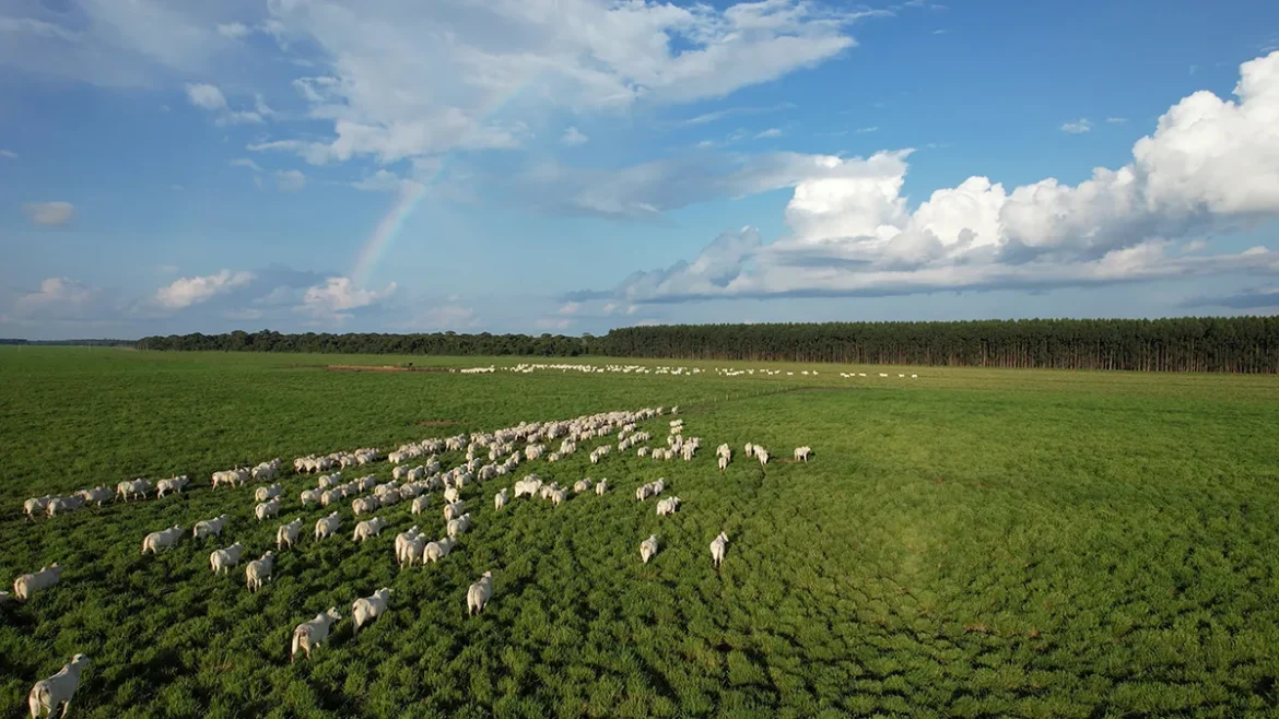 a-carne-do-futuro:-simposio-reune-especialistas-e-mais-de-2-mil-produtores-em-mato-grosso