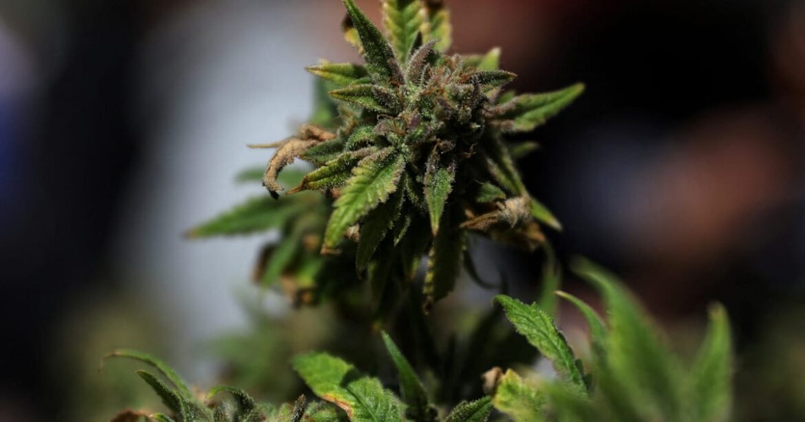 trump-avalia-decreto-para-afrouxar-restricoes-federais-a-maconha