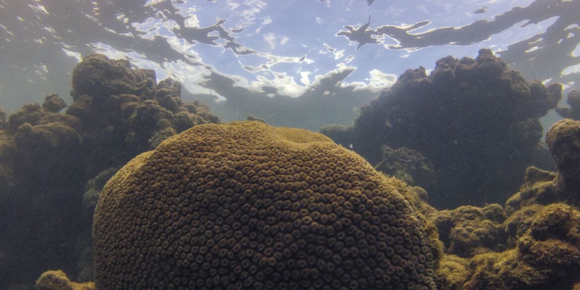 el-nino-afeta-ecossistema-marinho-no-oceano-atlantico,-diz-estudo