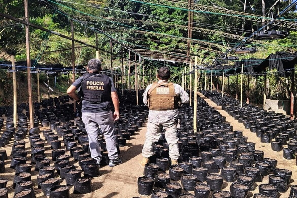 pf-descobre-laboratorio-do-crime-e-plantacao-com-10-mil-pes-de-maconha