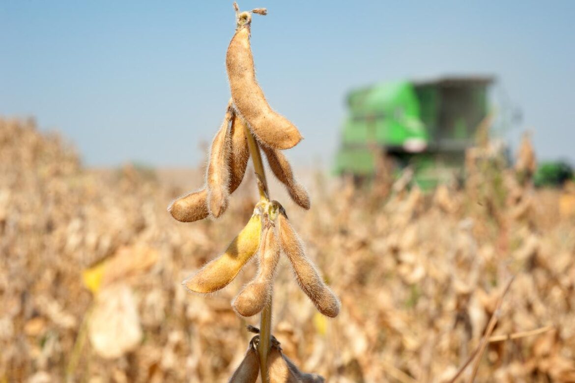 oferta-global-recorde-derruba-precos-internos-e-externos-de-soja-em-2025