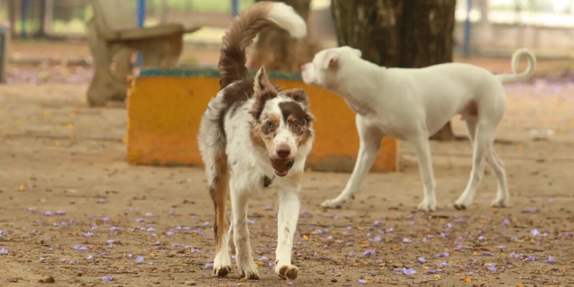 brasil-tem-cerca-de-30-milhoes-de-animais-domesticos-abandonados