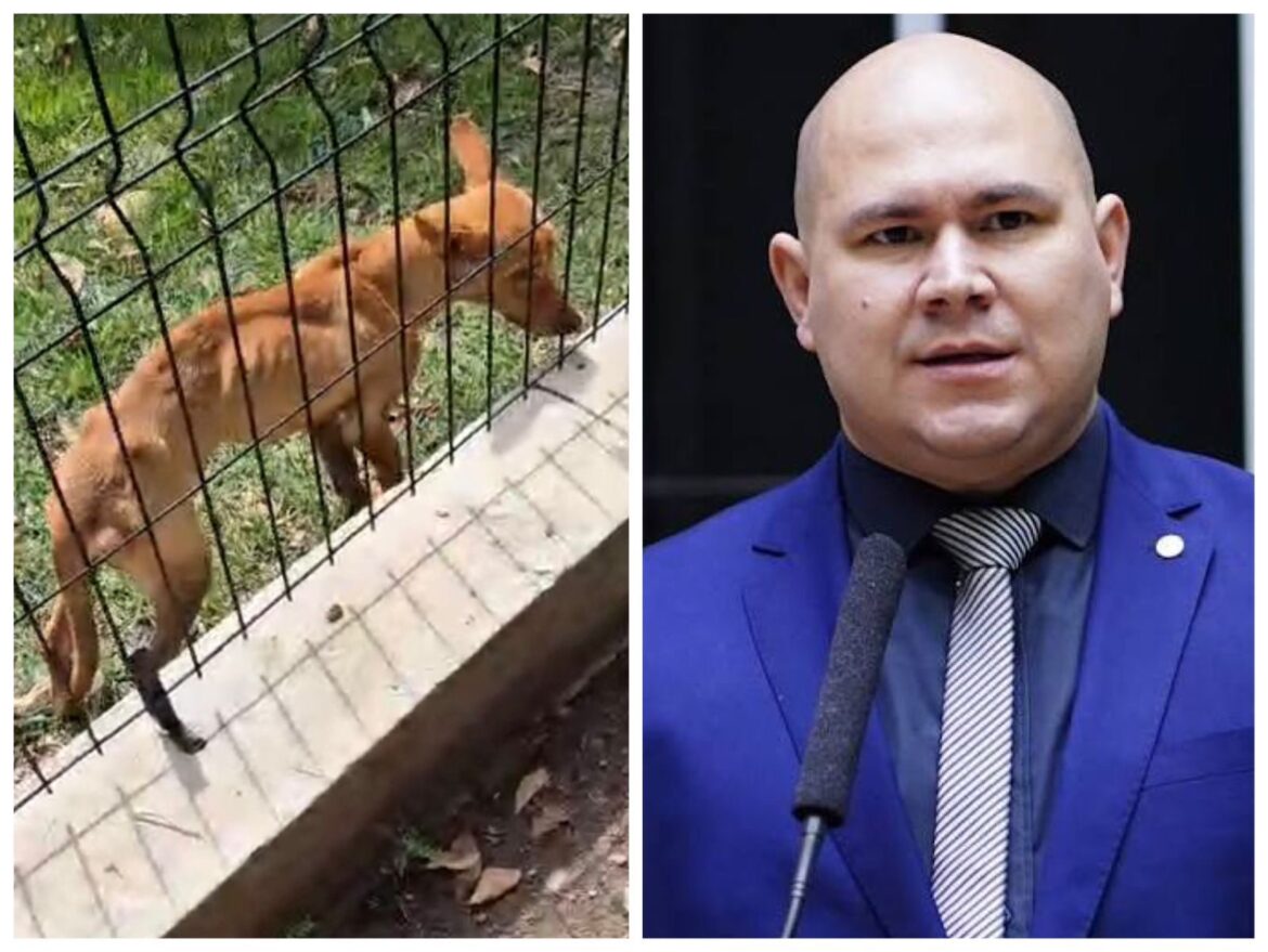 denuncia-explode-em-cuiaba:-maus-tratos-dentro-do-canil-municipal-geram-polemica-e-chamada-da-policia