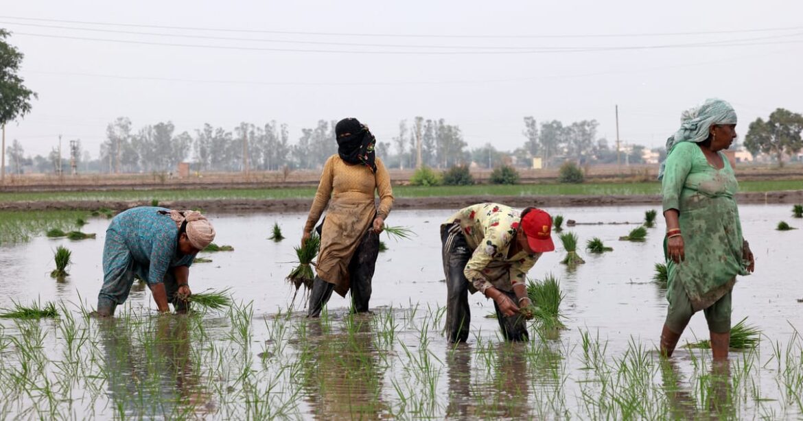 especial-dominio-da-india-sobre-o-comercio-global-de-arroz-alimenta-iminente-crise-hidrica