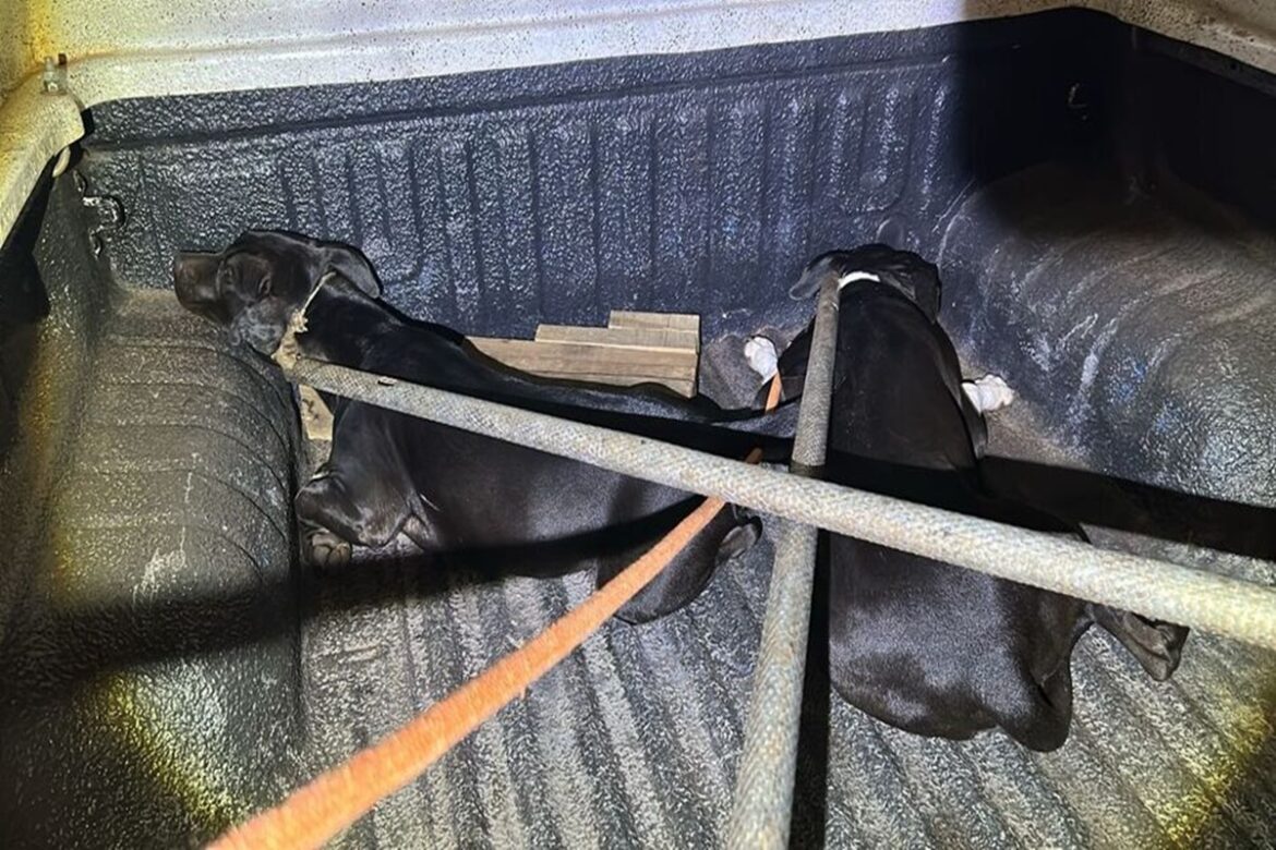 pit-bulls-soltos-avancam-em-moradores-e-tocam-o-terror-em-rua-em-ms