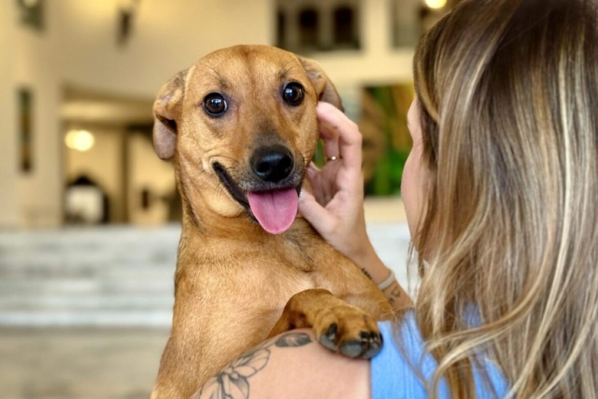 sp:-nova-lei-autoriza-enterro-de-pets-em-jazigos-da-familia-de-tutores