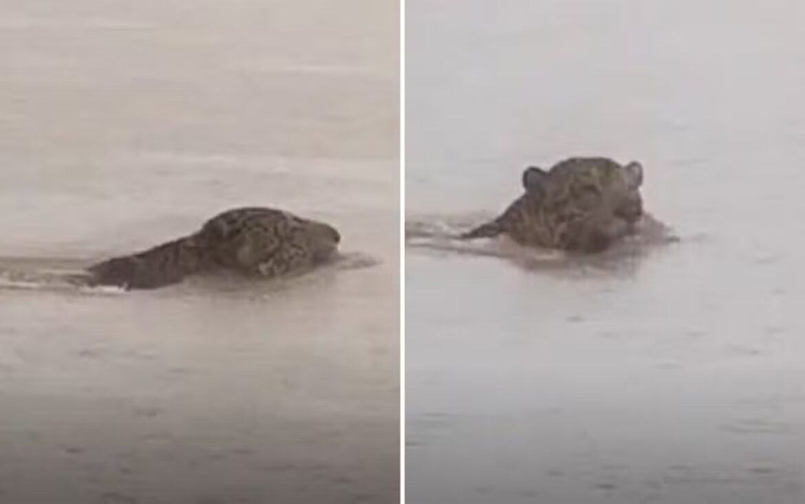 “ai,-e-bruta”,-diz-pescador-ao-flagrar-onca-pintada-cruzando-rio-em-go.-veja-video