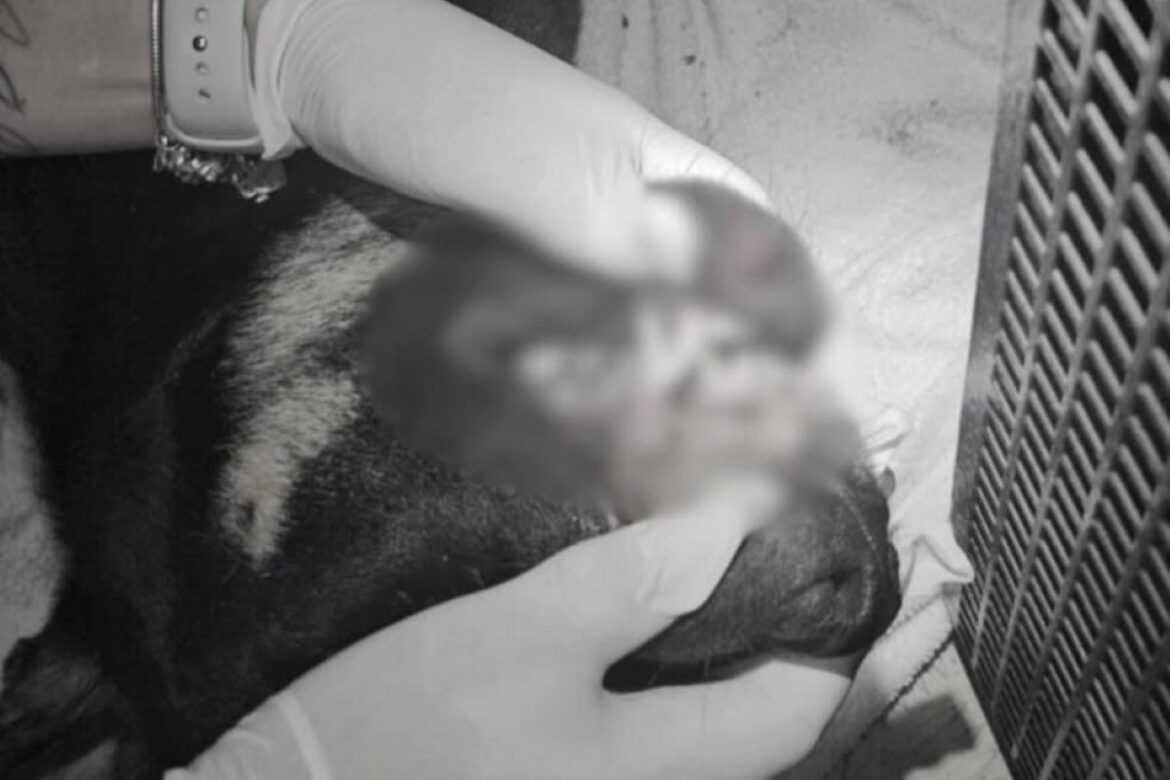 cao-e-encontrado-morto-em-sc-e-3-adolescentes-sao-detidos-por-maus-tratos