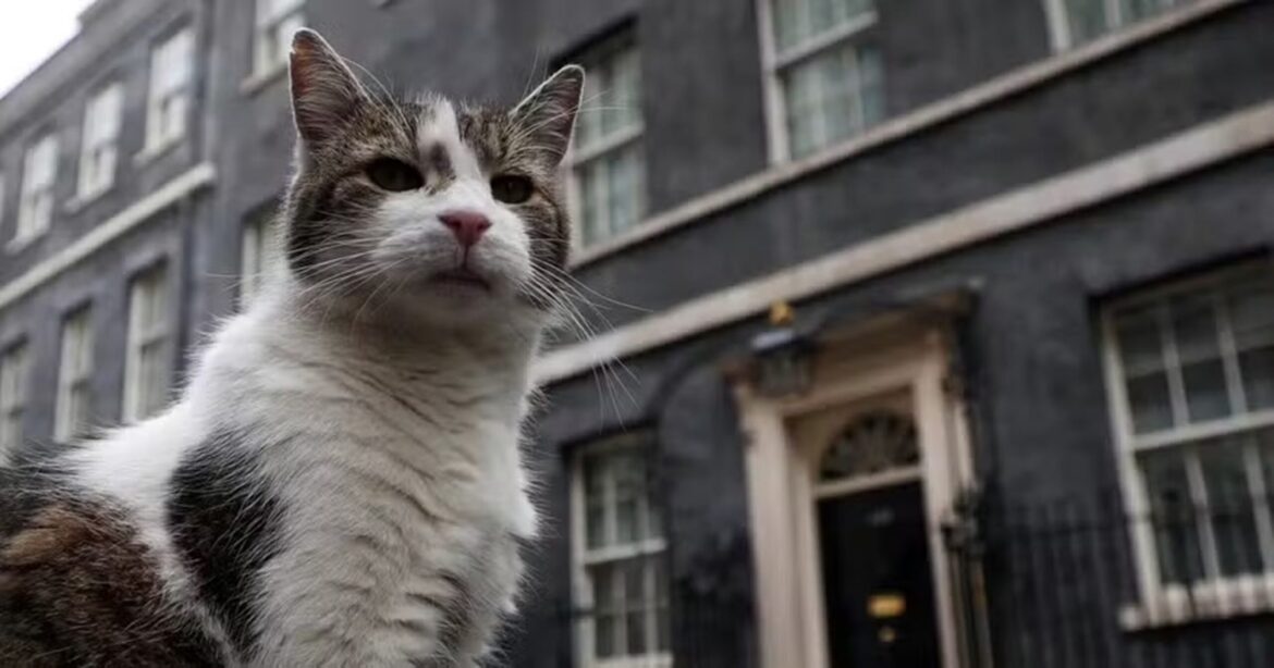 gato-completa-15-anos-como-guardiao-na-residencia-do-governo-britanico