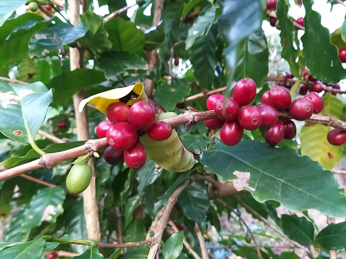 cafe-sombreado-ganha-incentivo-e-reforca-tradicao-historica-em-santa-catarina