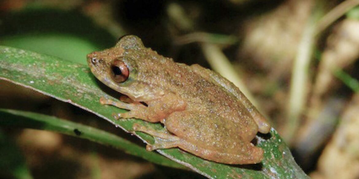nova-especie-de-perereca-e-descoberta-no-cerrado-mineiro