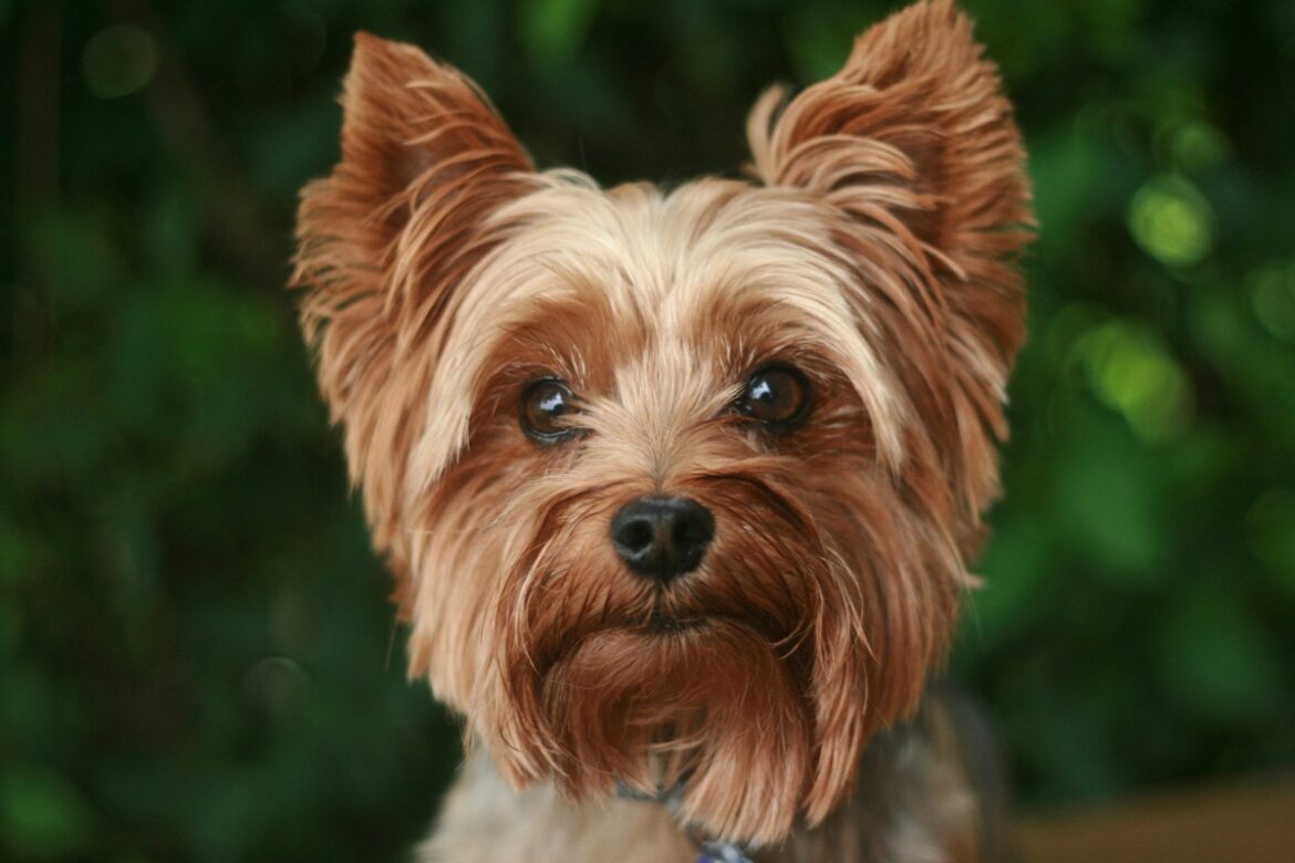 mulher-chama-bombeiros-por-filho-engasgado,-mas-era-um-cachorro