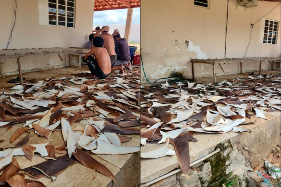 pf-apreende-mais-de-1,5-tonelada-de-barbatana-de-tubarao-na-bahia