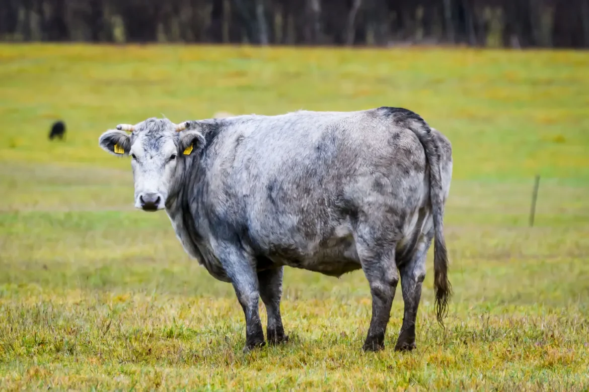ressurreicao-da-vaca-azul:-de-18-exemplares-ao-status-de-patrimonio-da-letonia